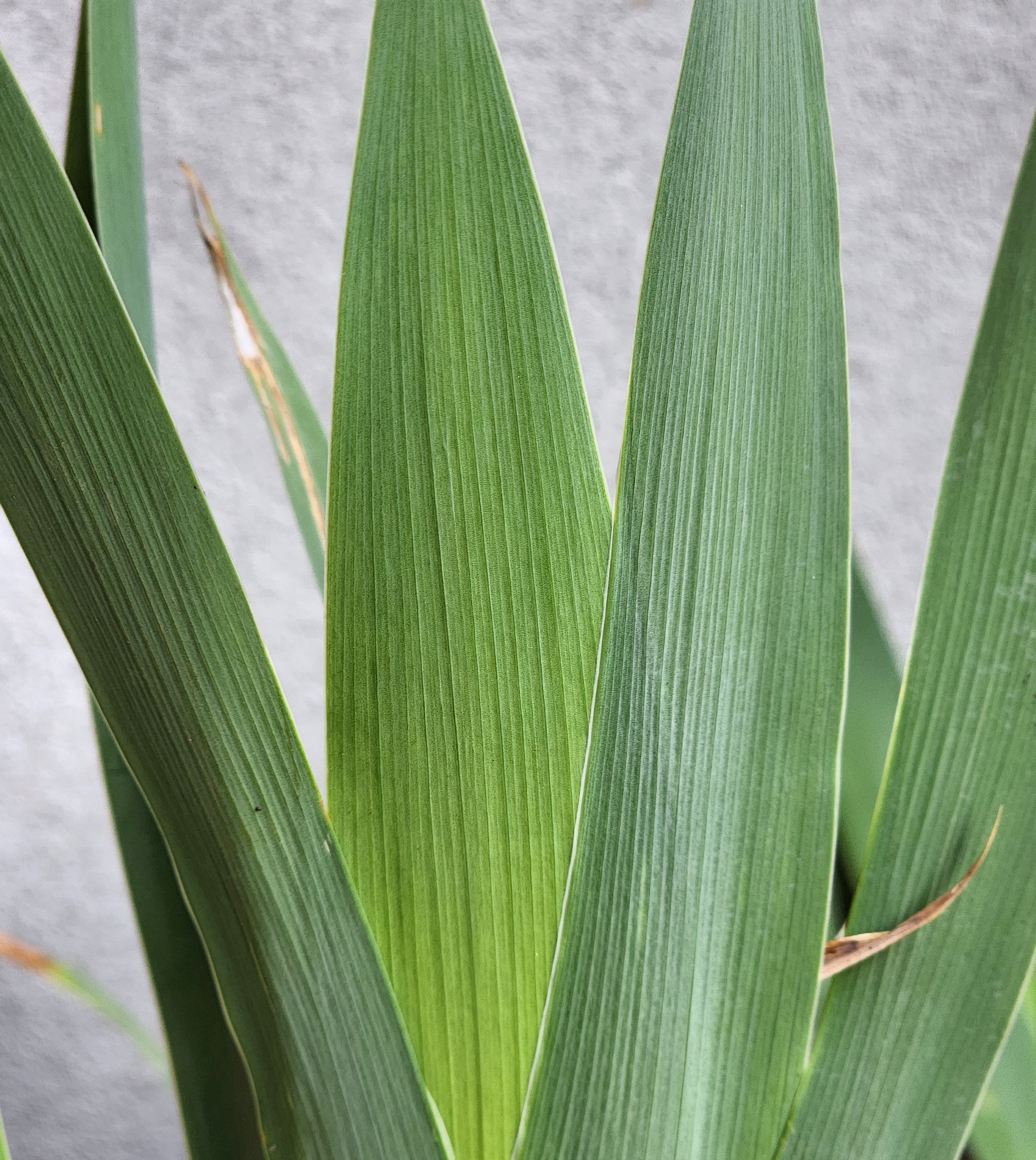 Bearded Iris 'Dangerous Mood'