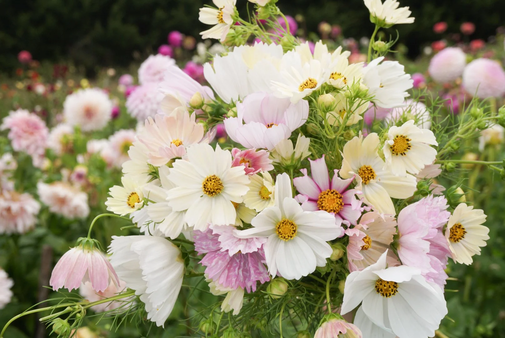 Cosmos Forbidden Love mix $6.50 — Wild Violet Flower Farm