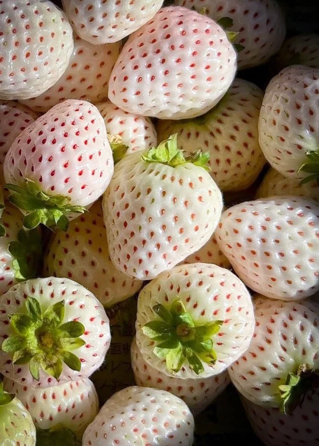 Pineberry plant PLEASE NOTE CURRENTLY ONLY SHIPPING PLANTS TO VICTORIA  AUSTRALIA  Wild Violet Flower Farm