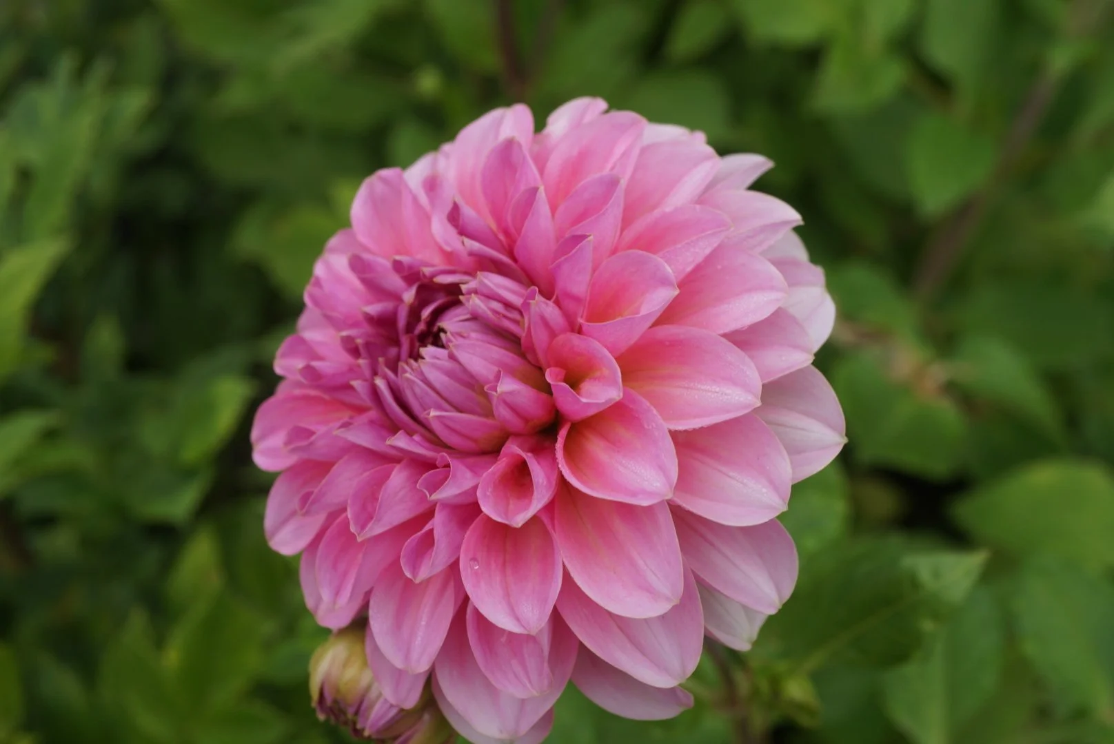 DSC04870_1.JPG (Copy)