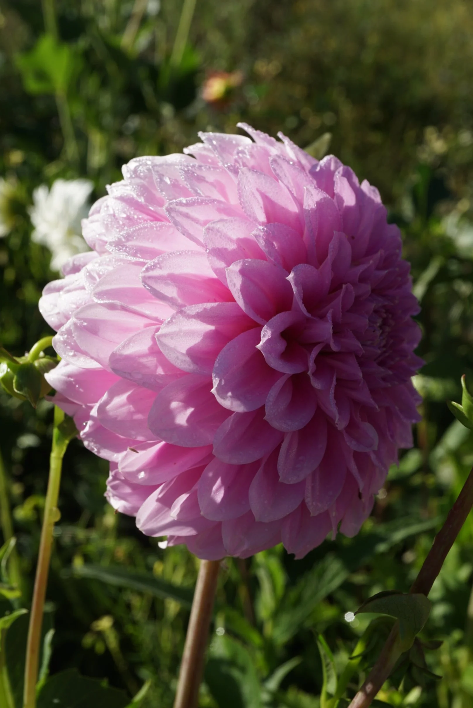 DSC04461_1.JPG (Copy) (Copy)