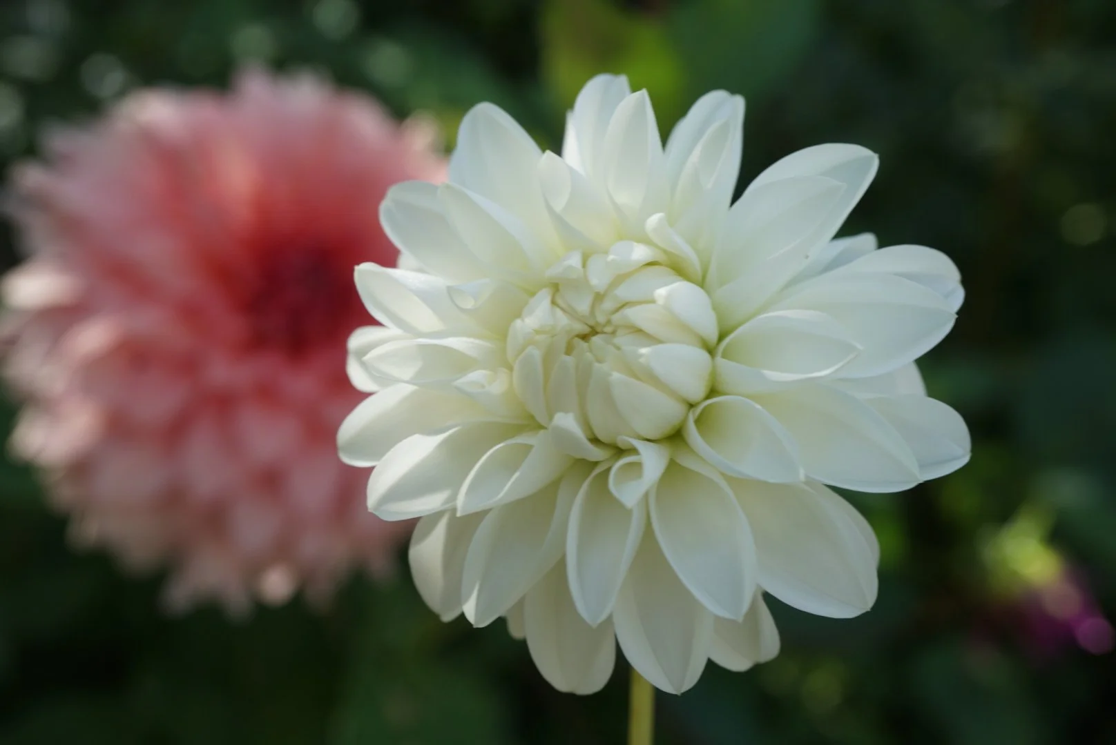 DSC05469_2.JPG (Copy)