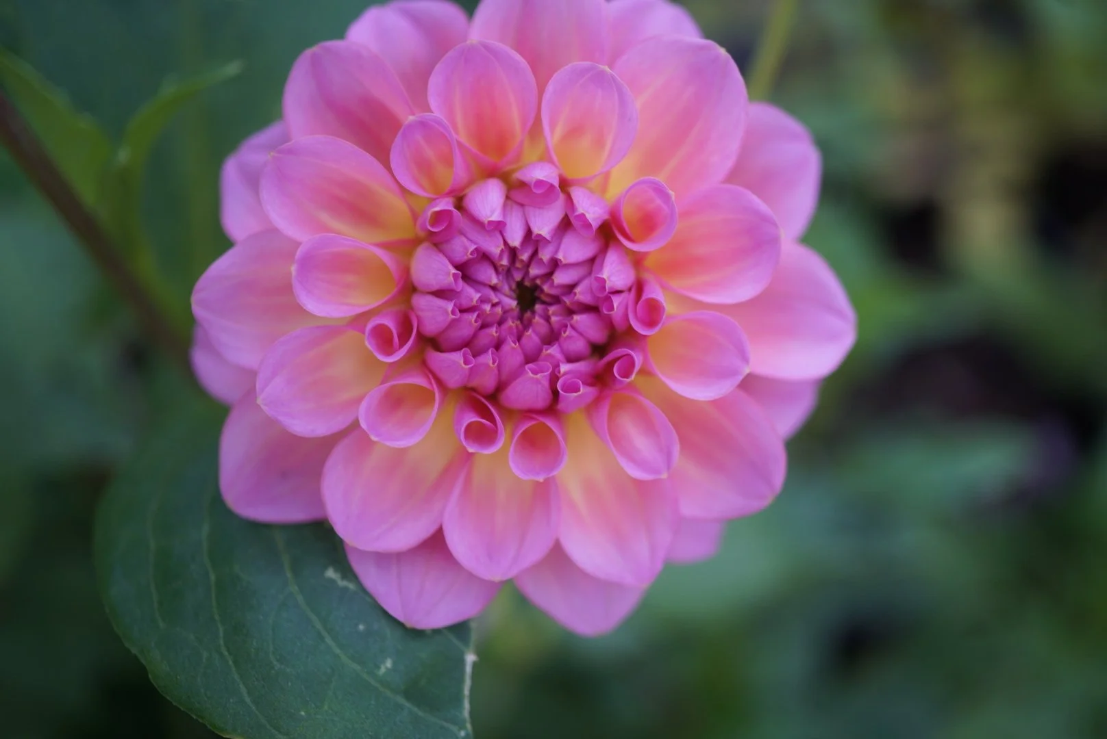 DSC05132_1.JPG (Copy)