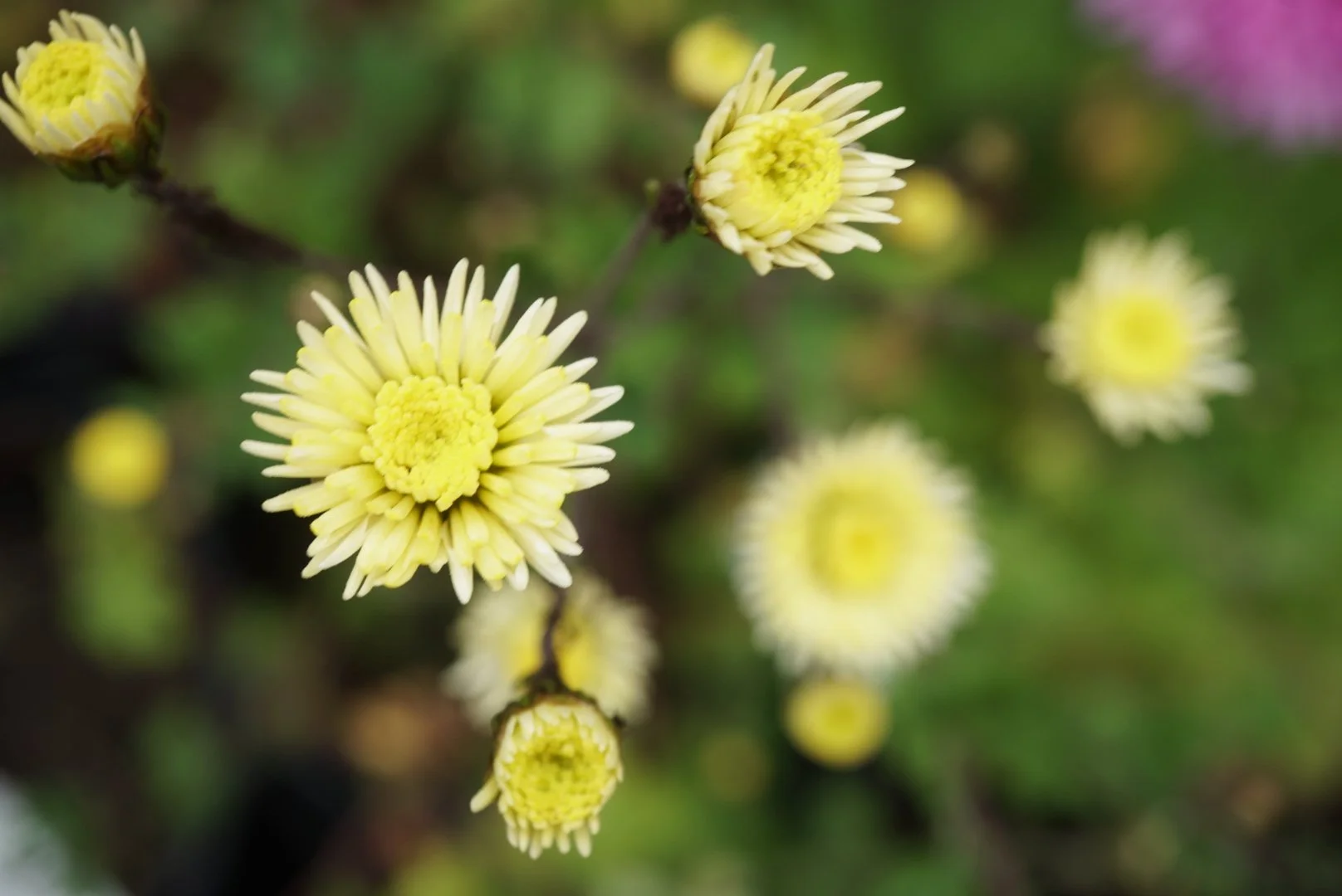 Smile chrysanthemum PLEASE NOTE CURRENTLY ONLY SHIPPING PLANTS TO VICTORIA AUSTRALIA