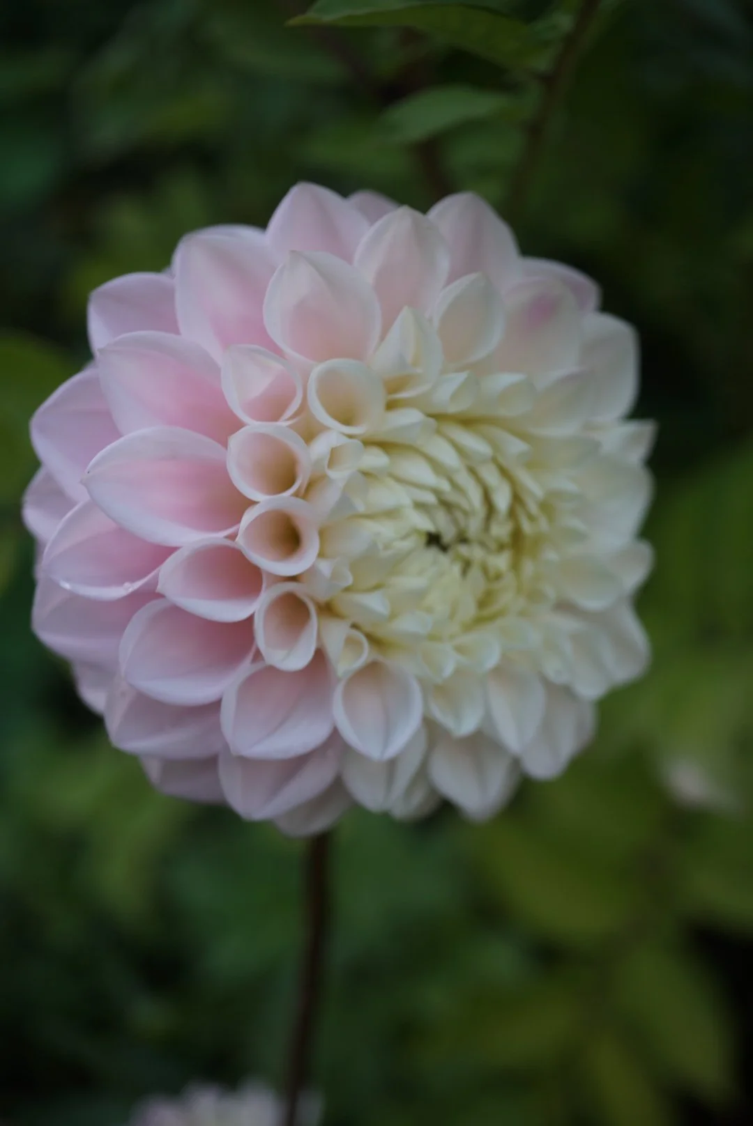 DSC05047_1.JPG (Copy)