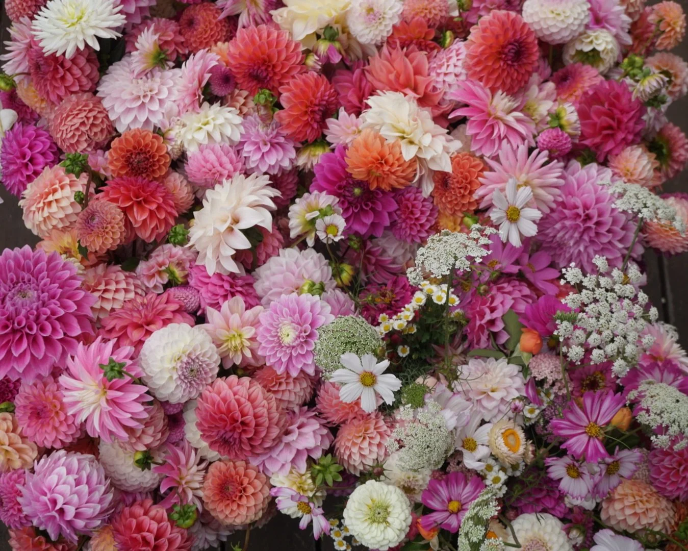 DSC02440_1.JPG (Copy)