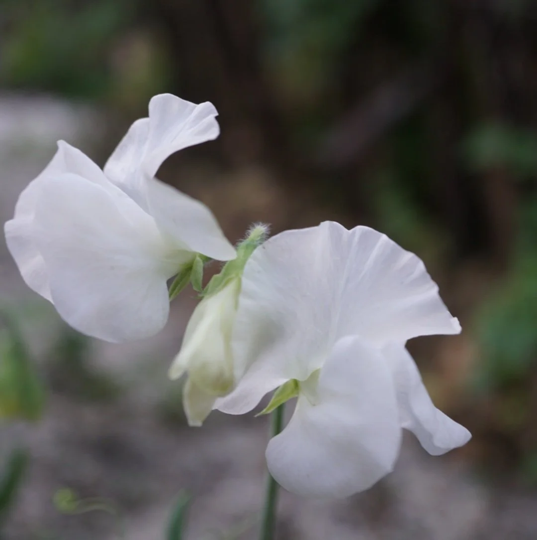 Sweet Pea 'Solstice White' — Wild Violet Flower Farm