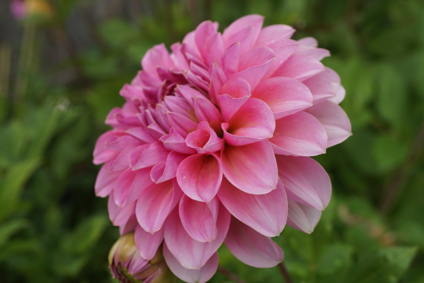 DSC04868_1.JPG (Copy)