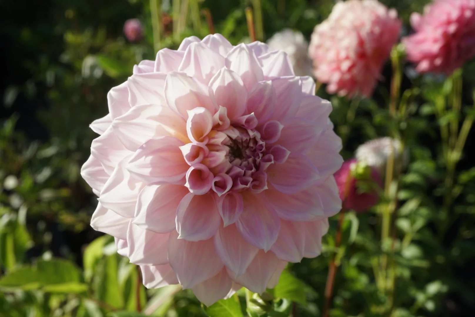 DSC04888_1.JPG (Copy)