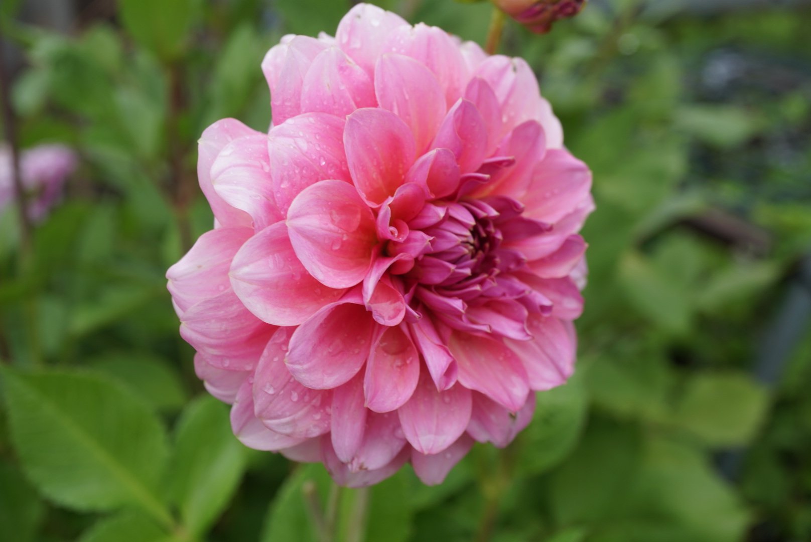 DSC04704_1.JPG (Copy)