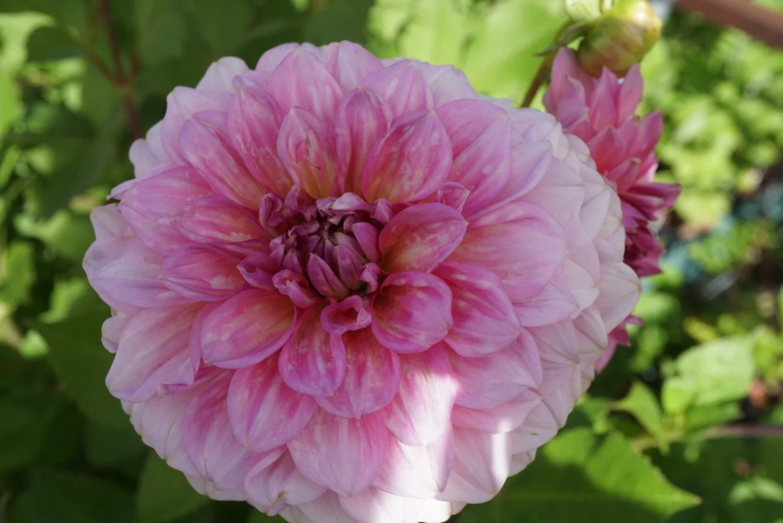 DSC04669_1.JPG (Copy)