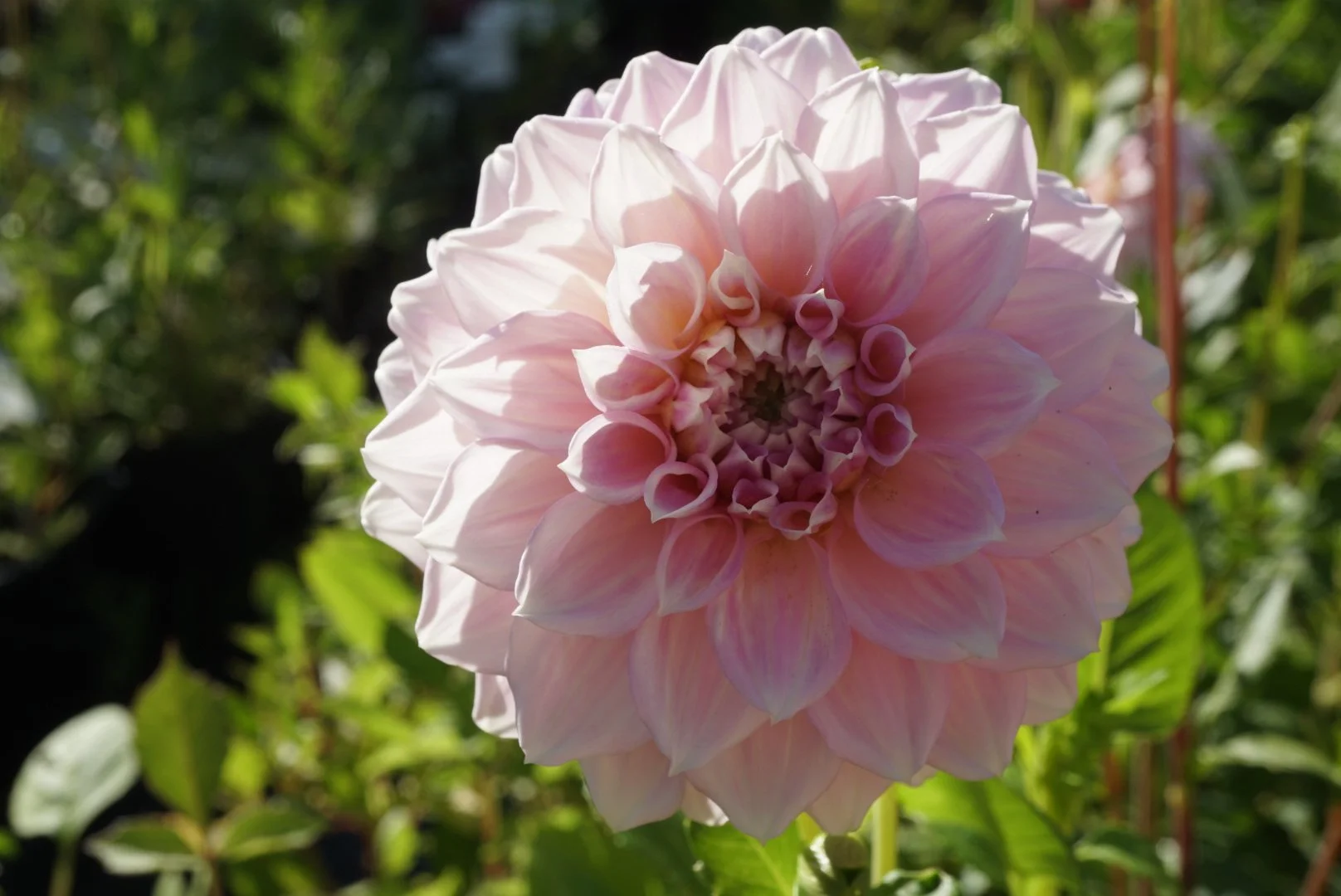 DSC04891_2.JPG (Copy)