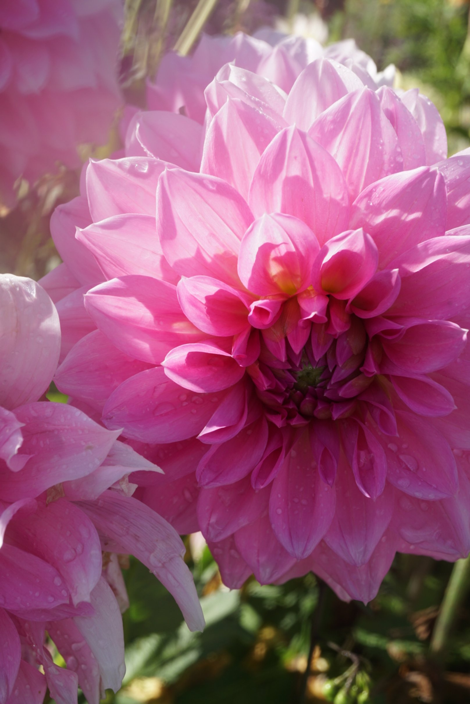 DSC04545_1.JPG (Copy)