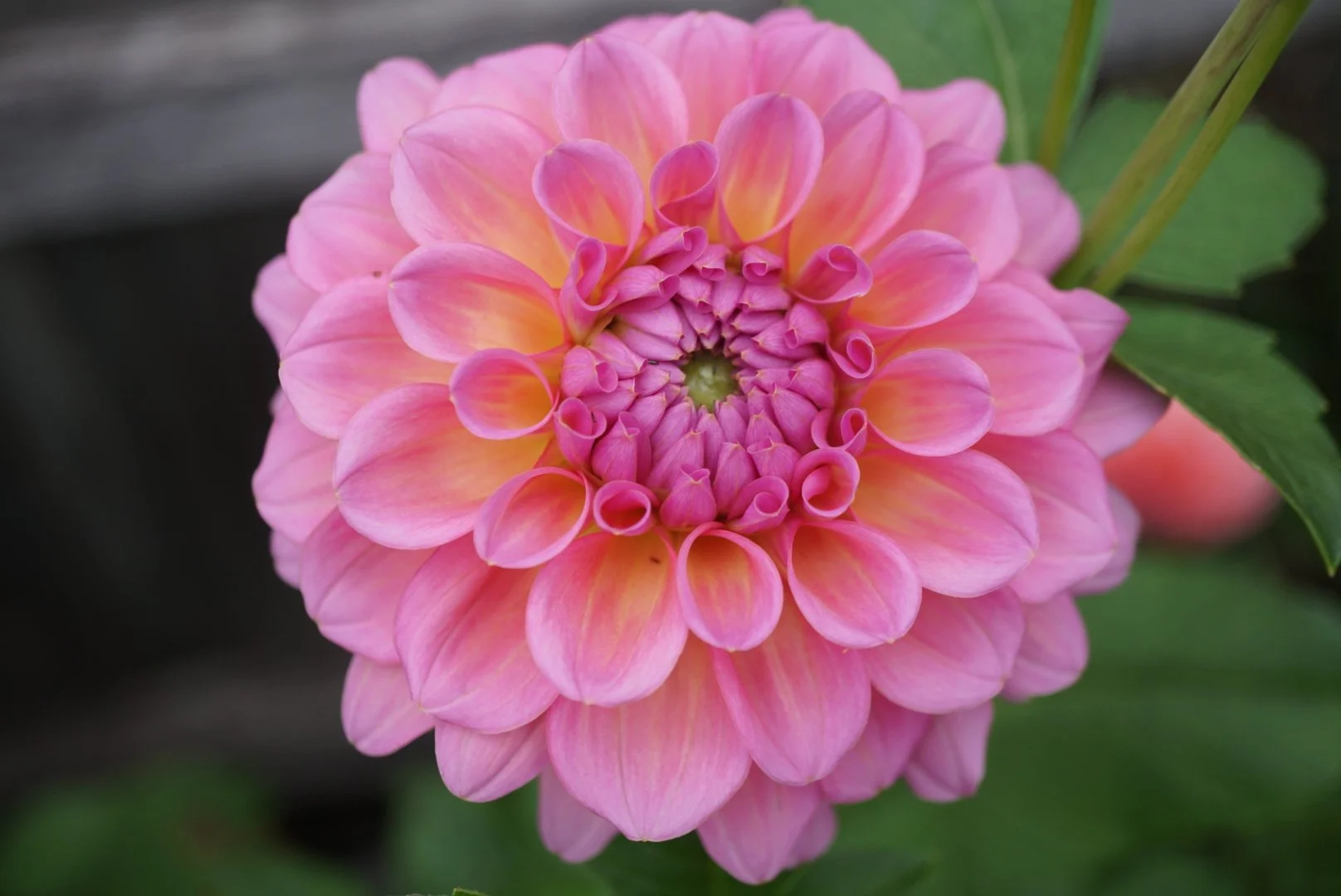 DSC05130_1.JPG (Copy)