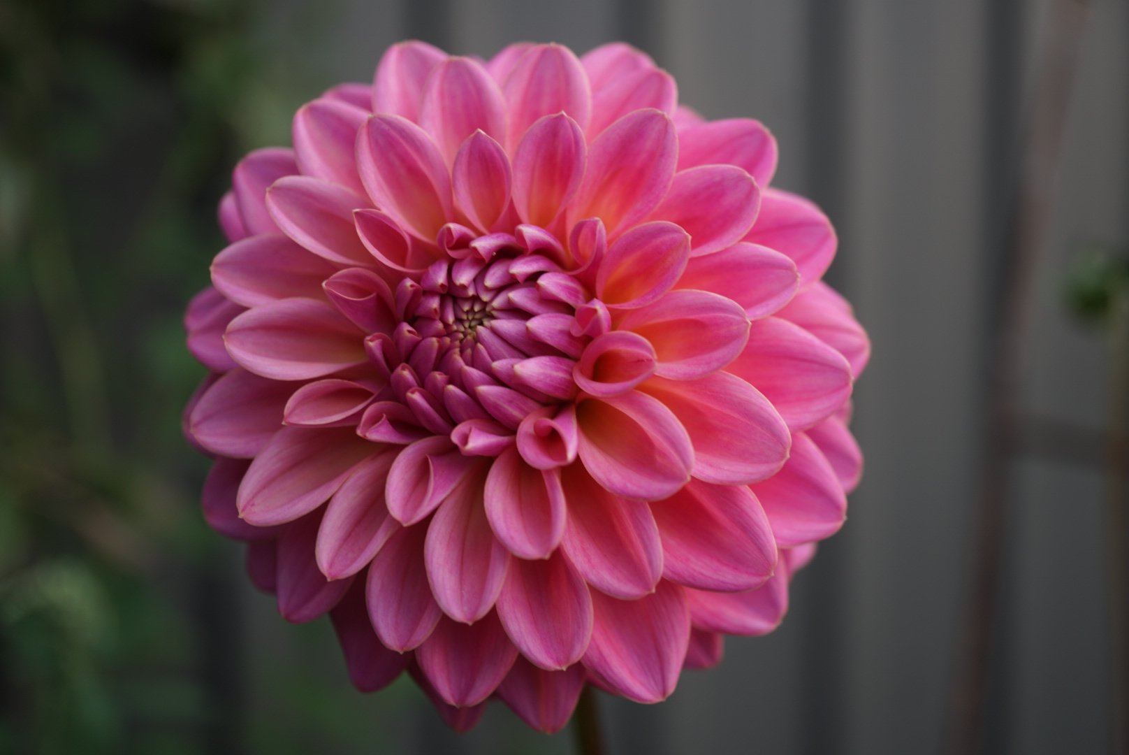 DSC05075_1.JPG (Copy)