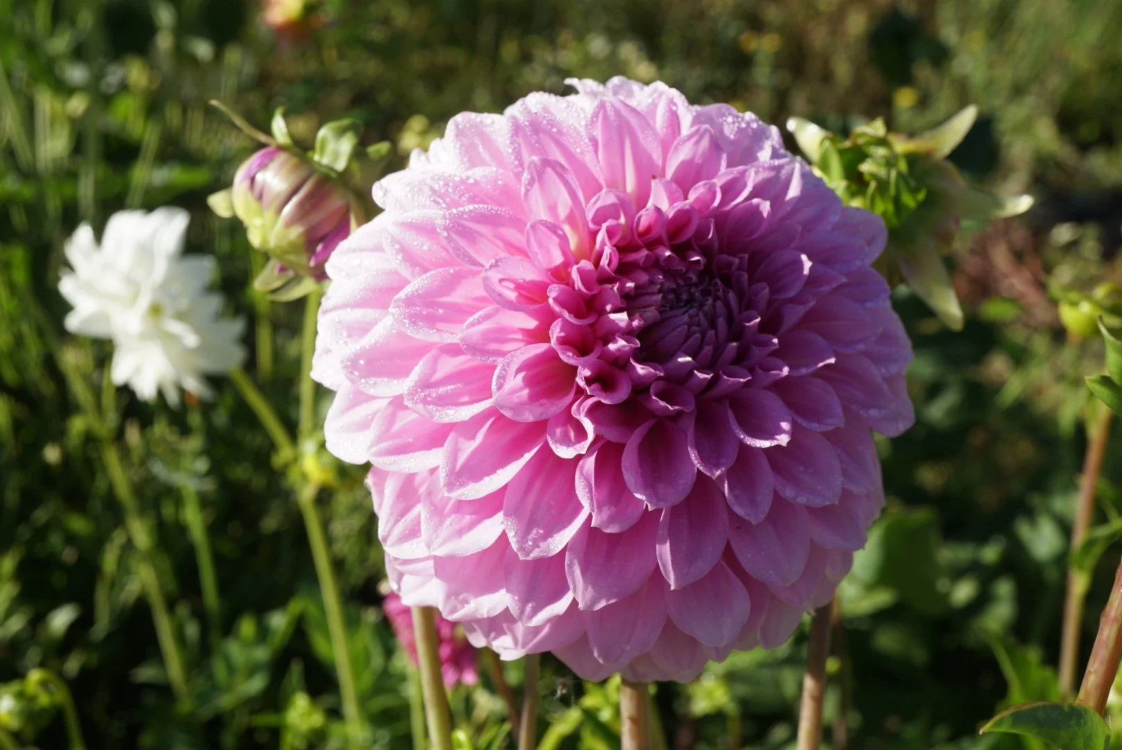 DSC04491_1.JPG (Copy) (Copy)