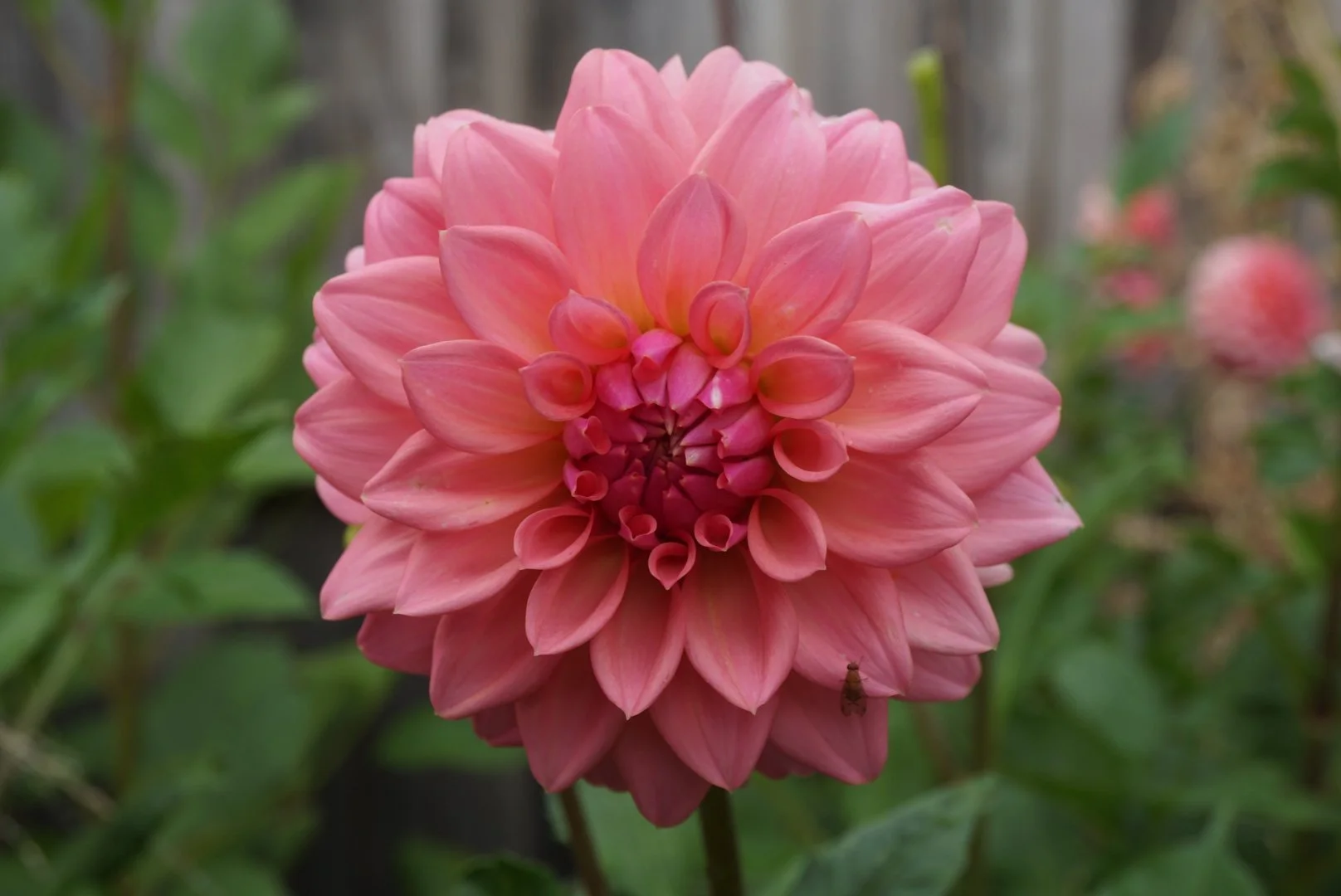 DSC04860_1.JPG (Copy)