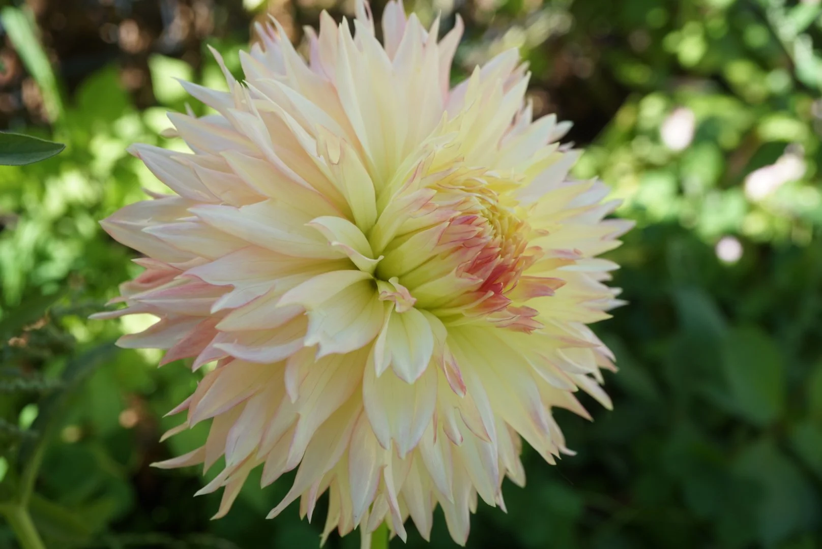 DSC05590_1.JPG (Copy)