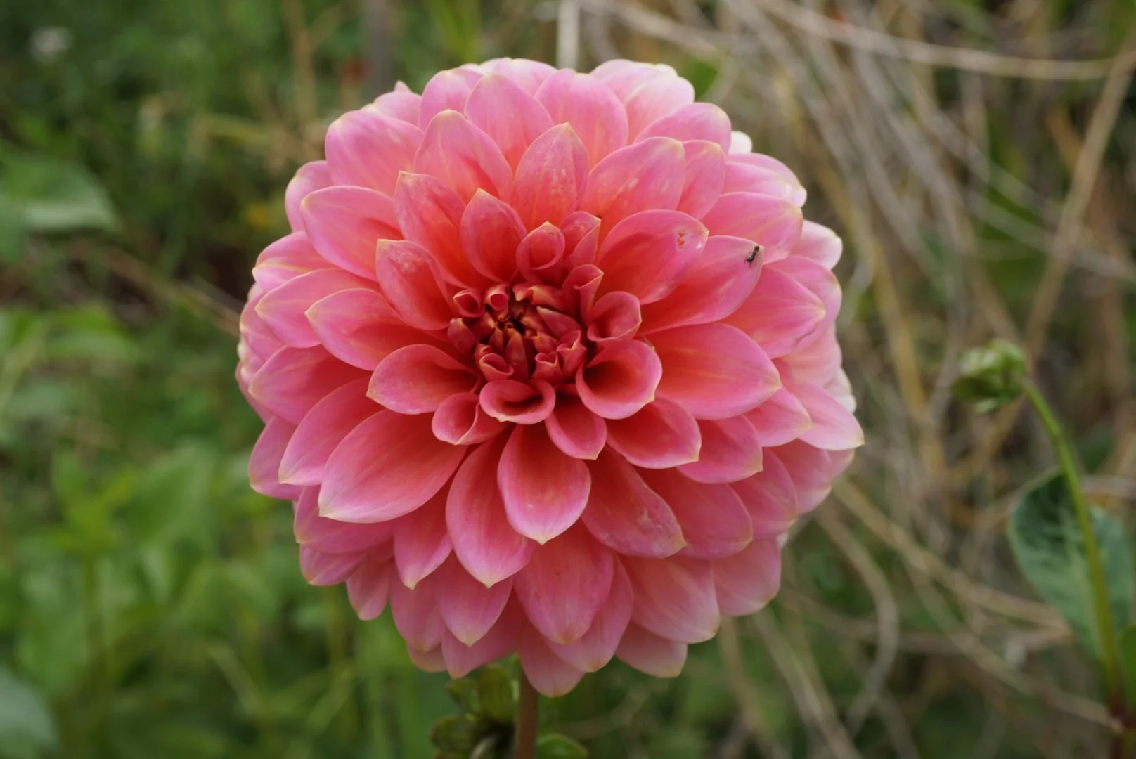 DSC04825_1.JPG (Copy)