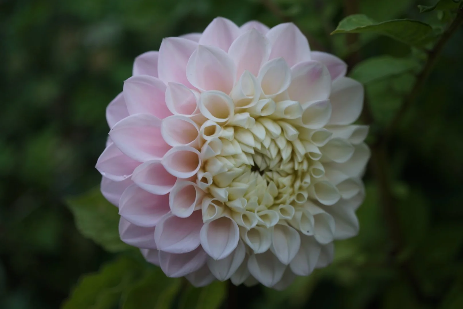 DSC05051_1.JPG (Copy)