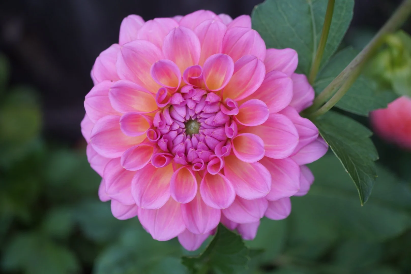 DSC05127_1.JPG (Copy)