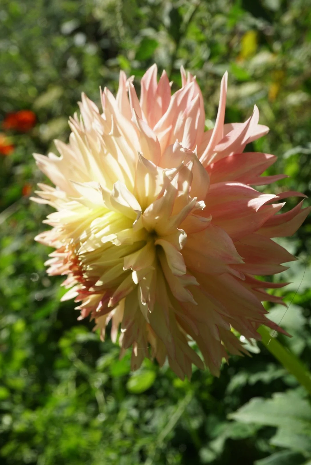 DSC05594_1.JPG (Copy)