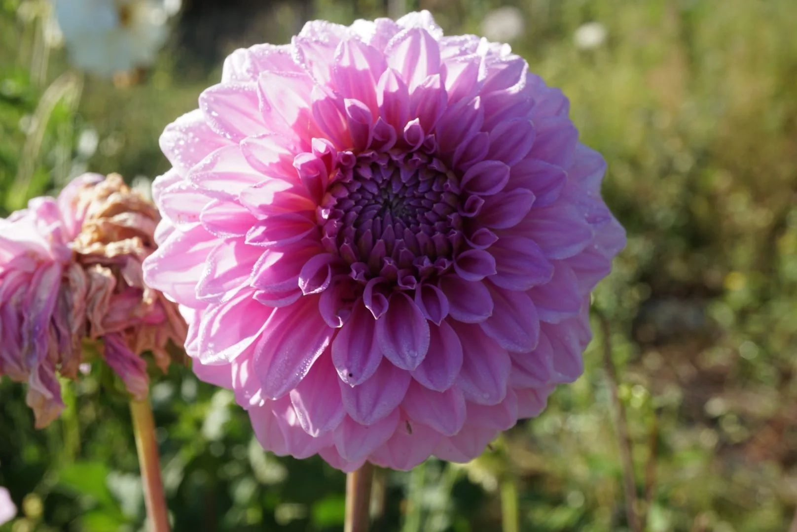 DSC04457_2.JPG (Copy) (Copy)