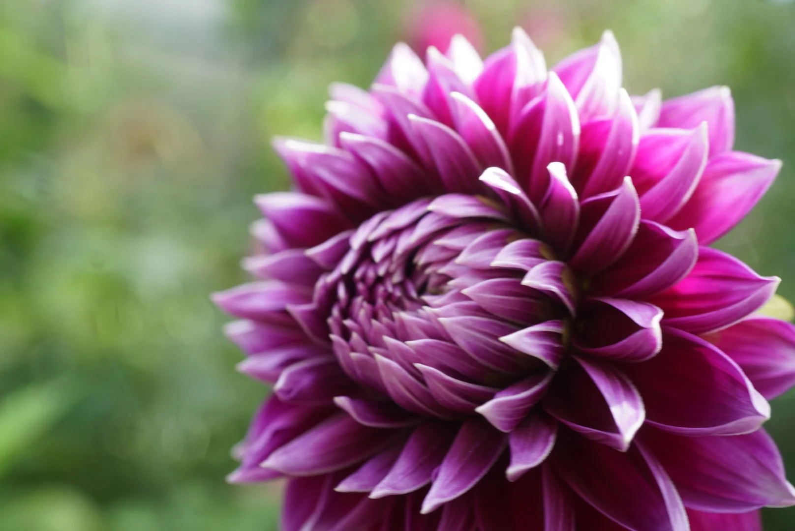 DSC05339_1.JPG (Copy)