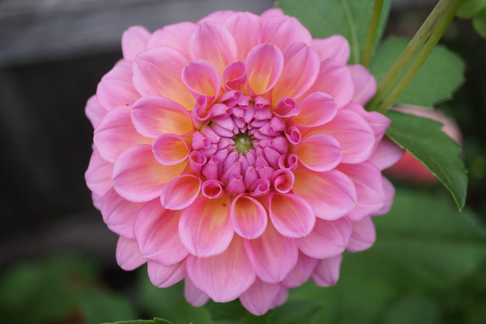 DSC05131_1.JPG (Copy)