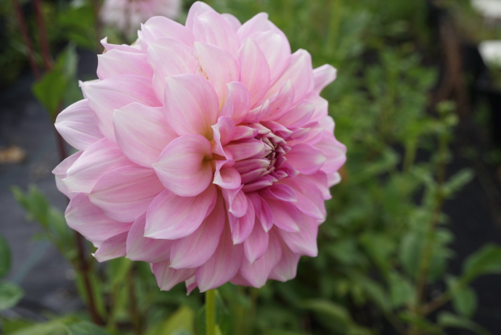 DSC04709_1.JPG (Copy)