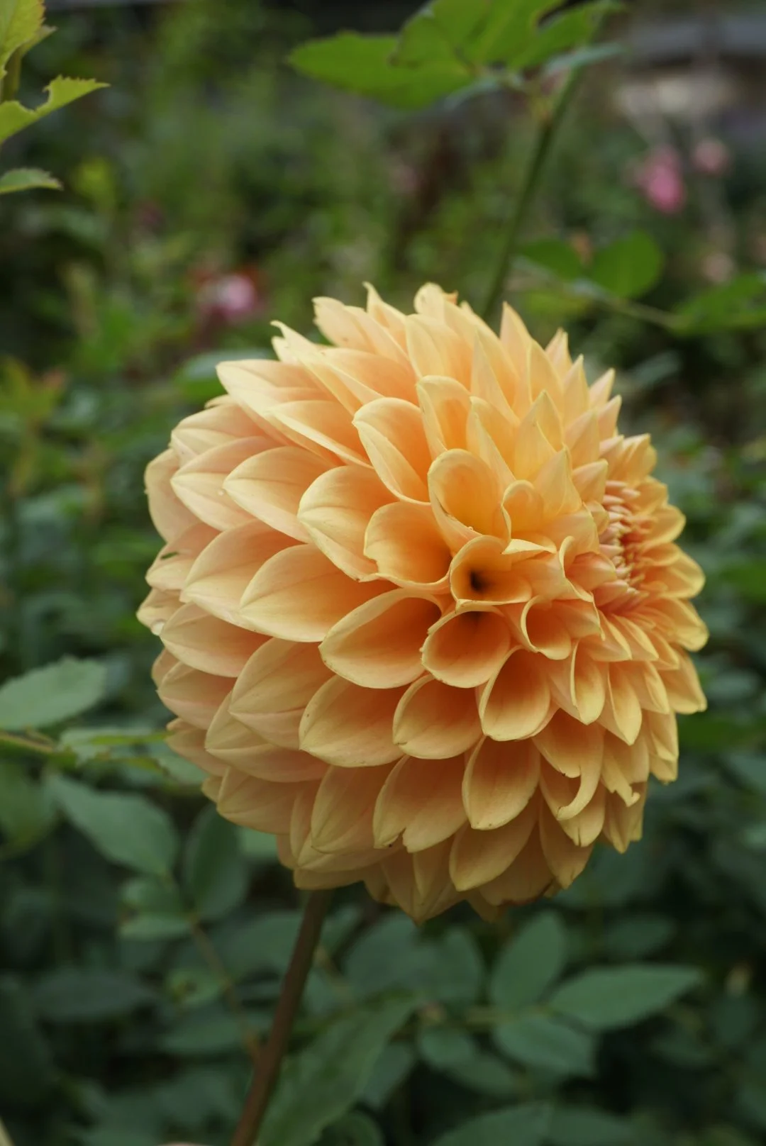 DSC05792_1.JPG (Copy)