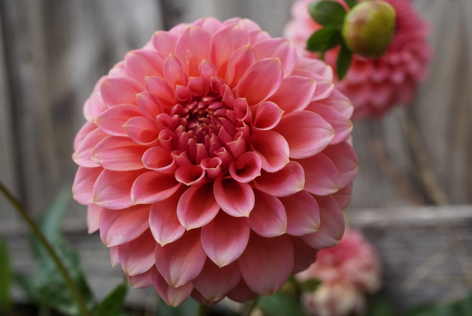 DSC04862_1.JPG (Copy)