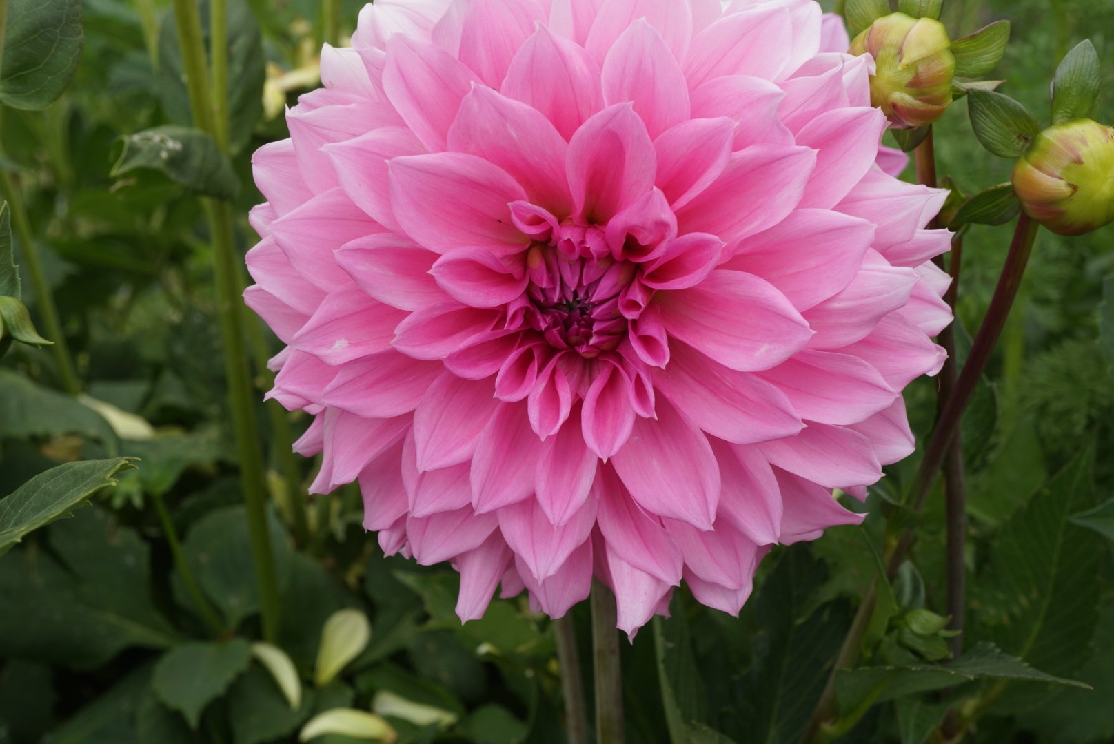 DSC04255_1.JPG (Copy)