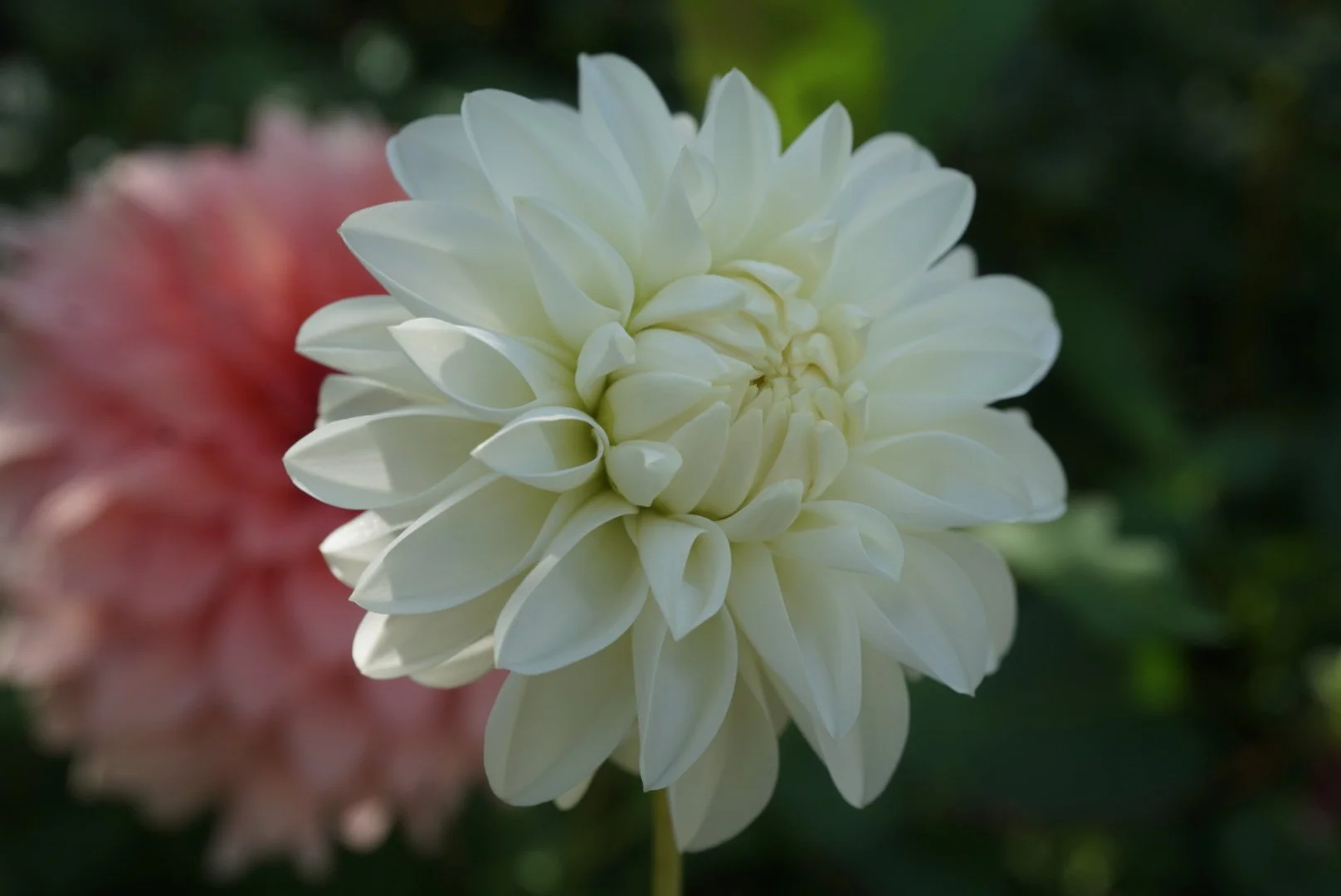 DSC05464_2.JPG (Copy)