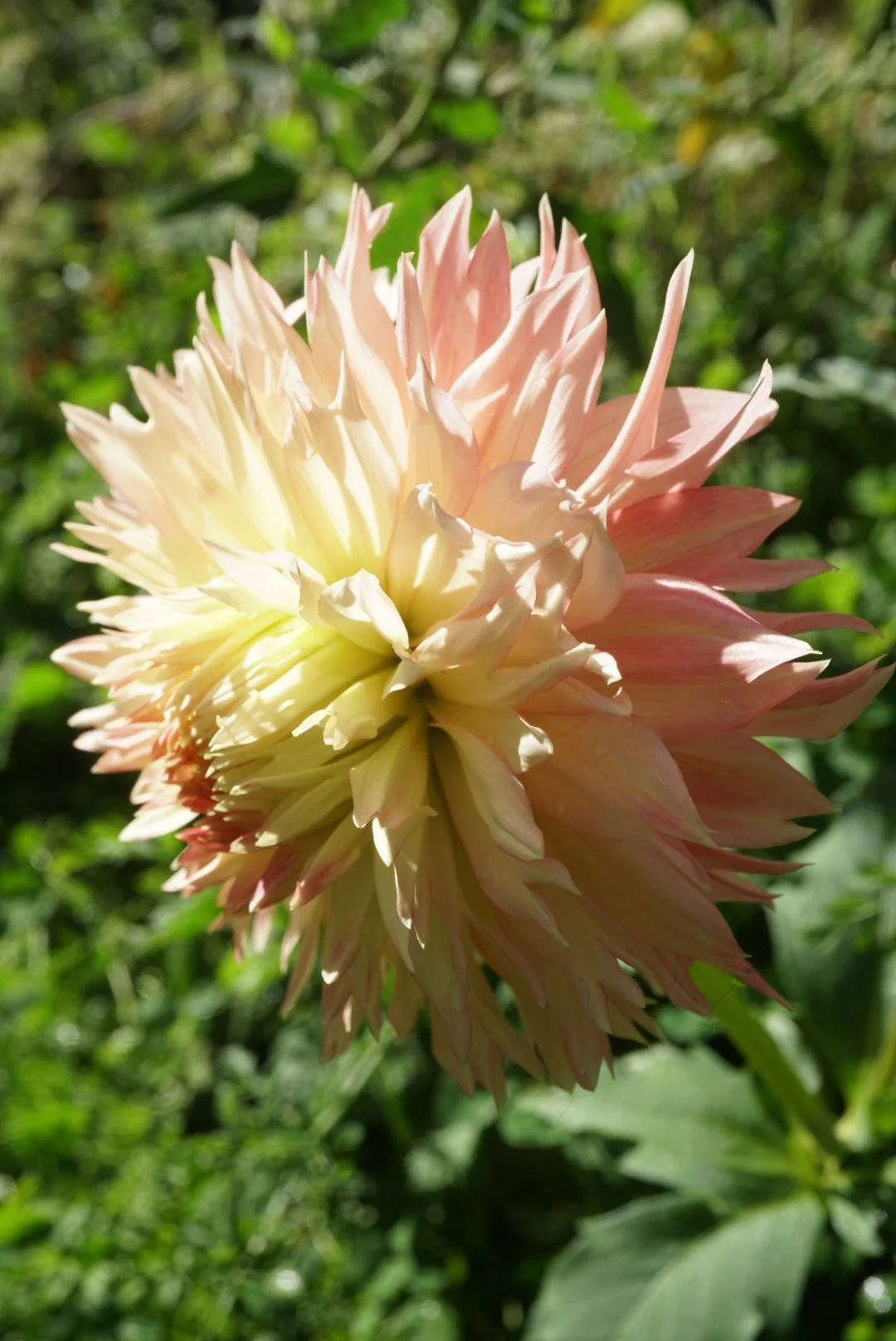 DSC05593_1.JPG (Copy)