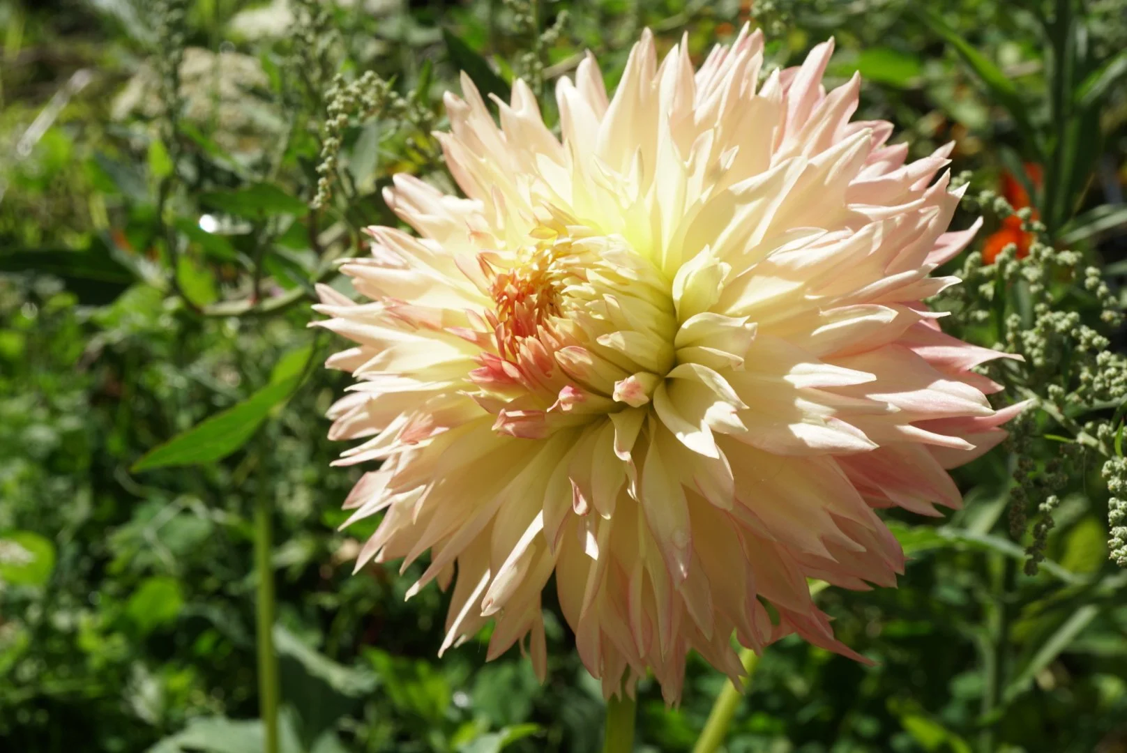 DSC05598_1.JPG (Copy)