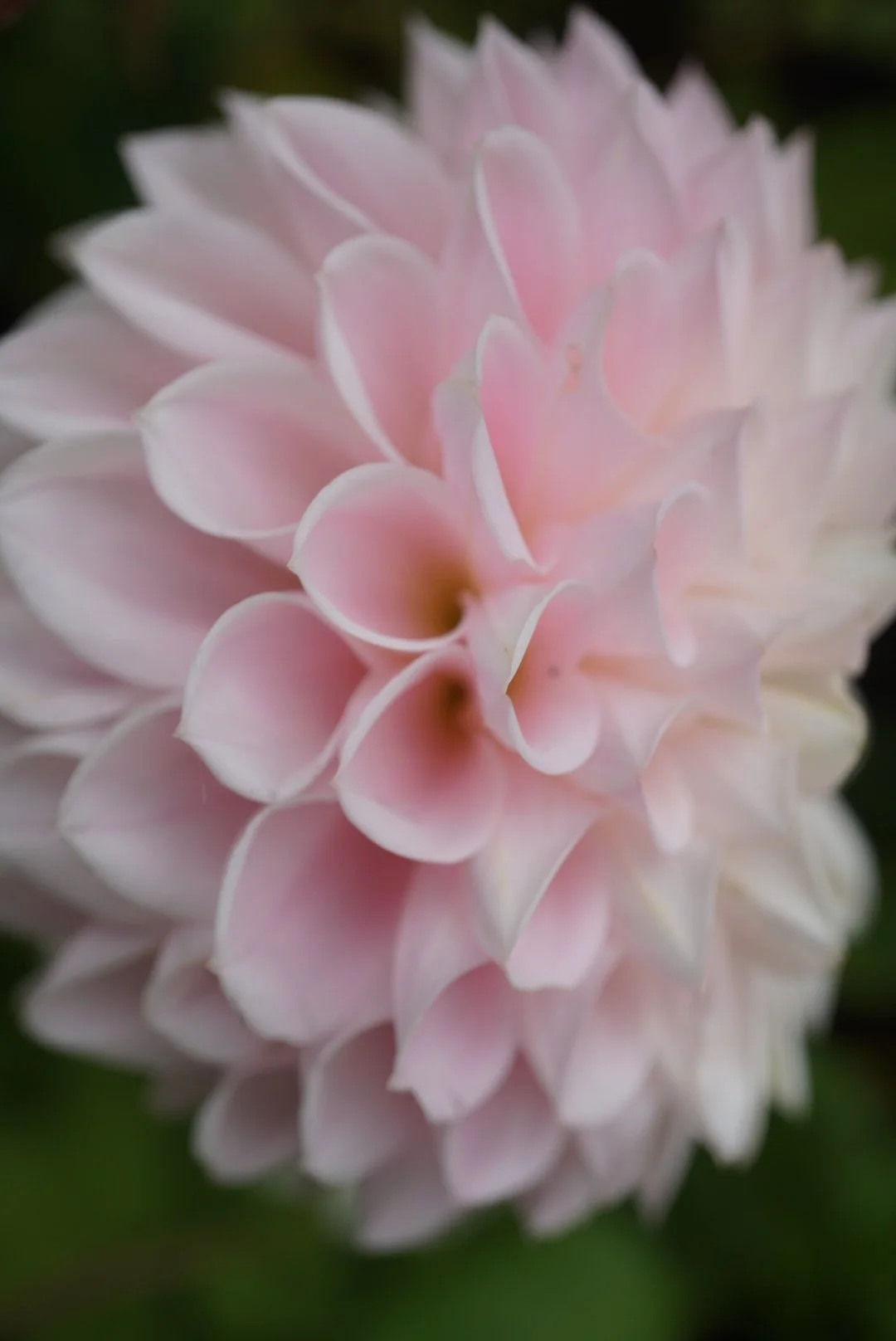 DSC05105_1.JPG (Copy)