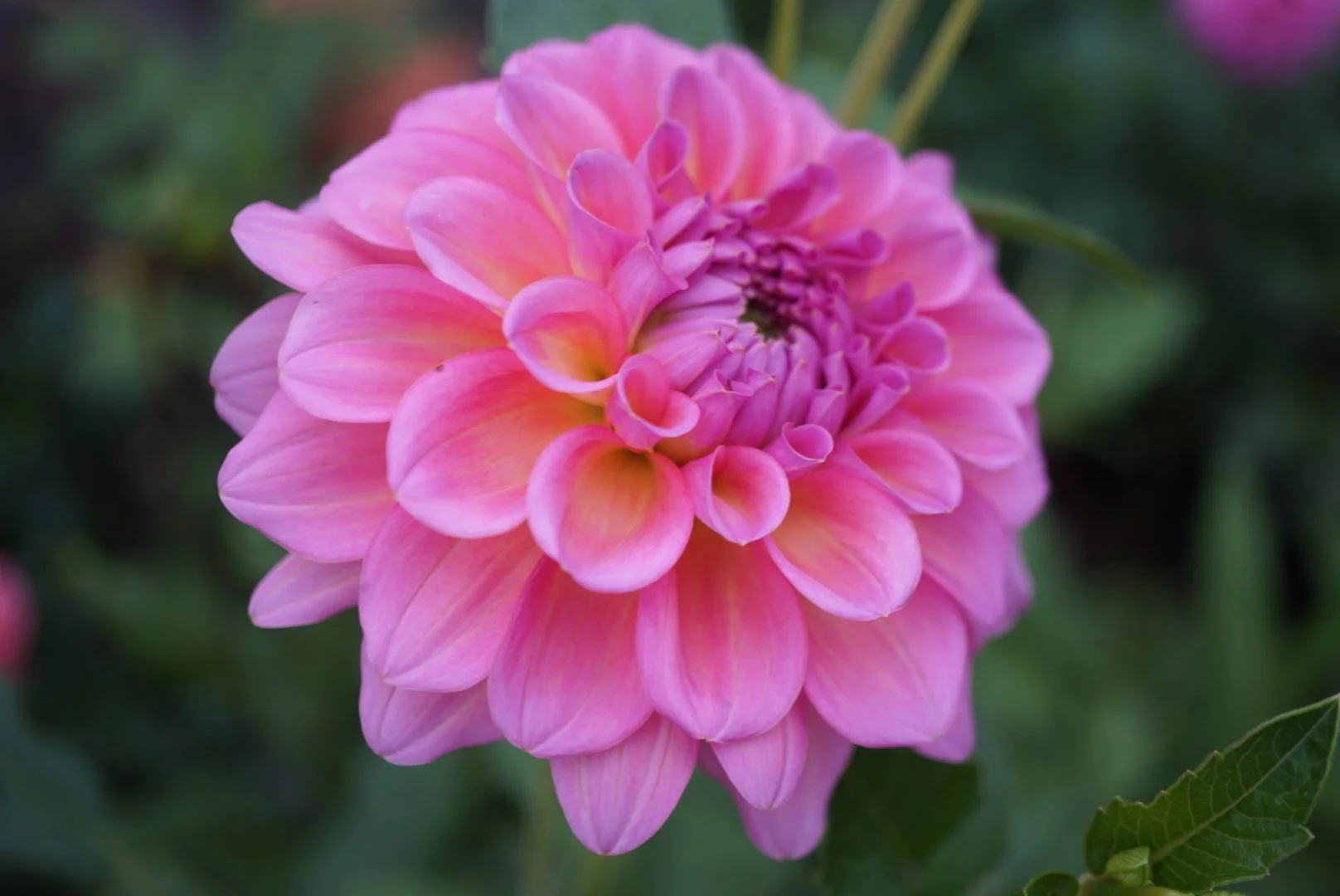 DSC05128_1.JPG (Copy)