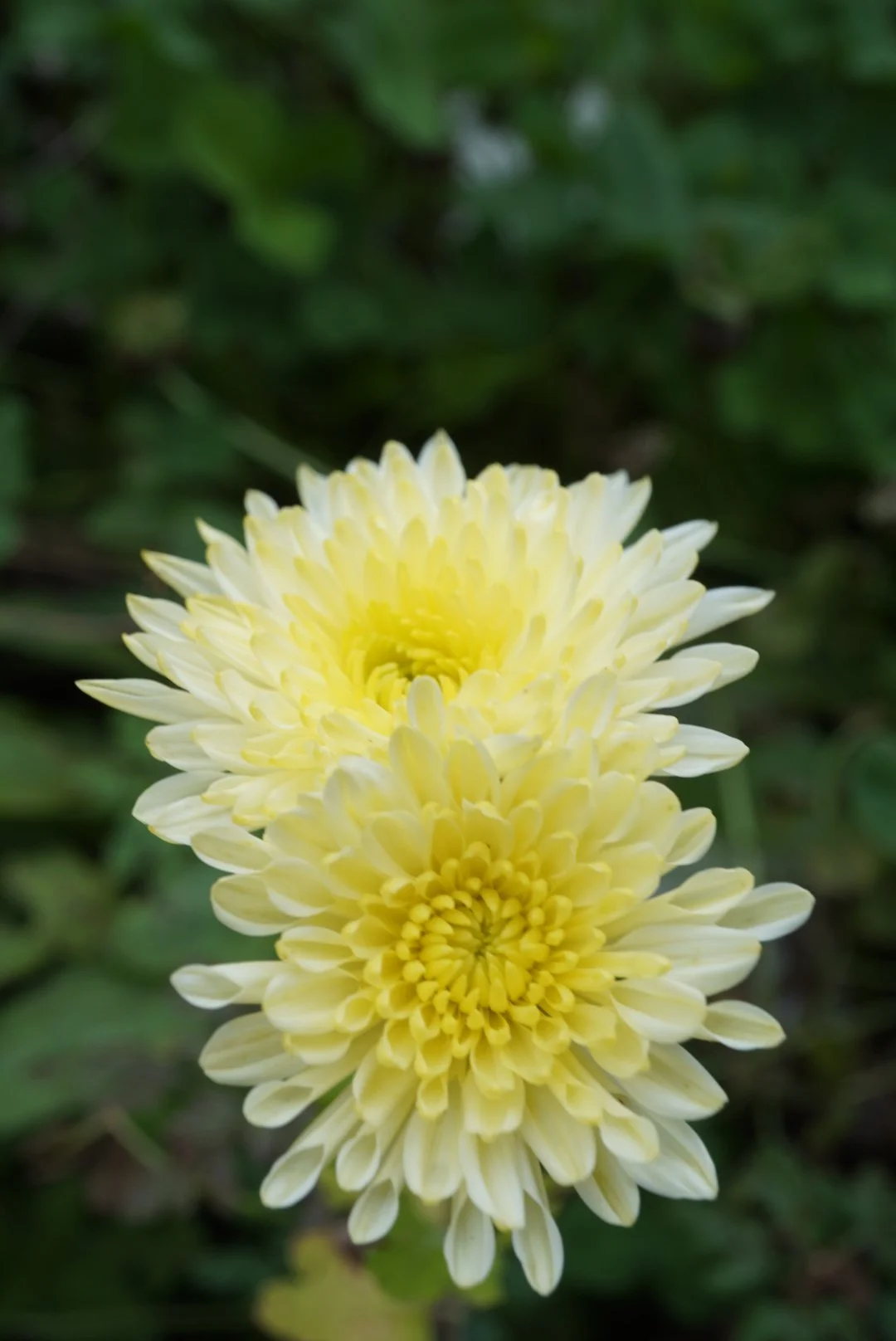 DSC06349_1.JPG