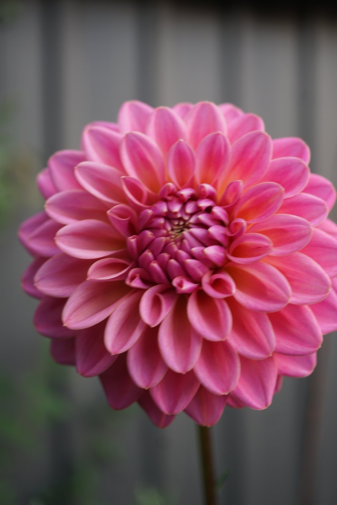 DSC05074_1.JPG (Copy)