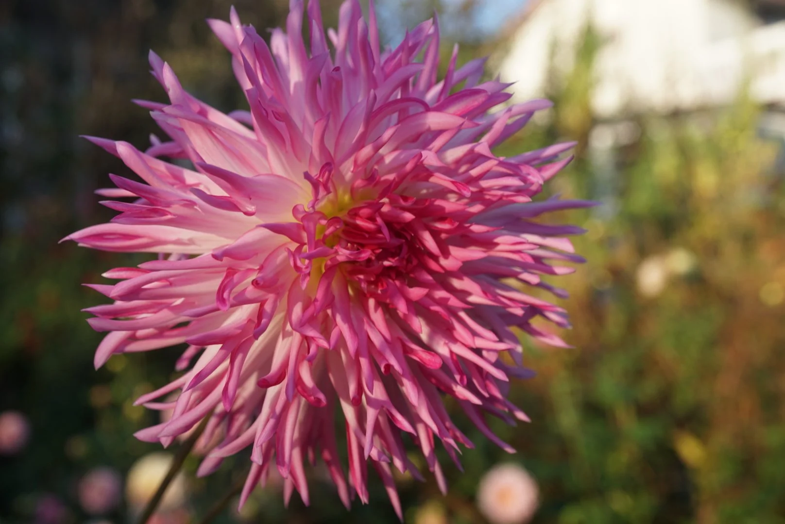 Alessia fimbriated dahlia SMALL POTTED PLANT