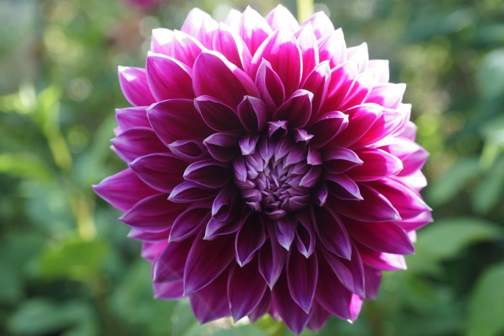 DSC05487_2.JPG (Copy)