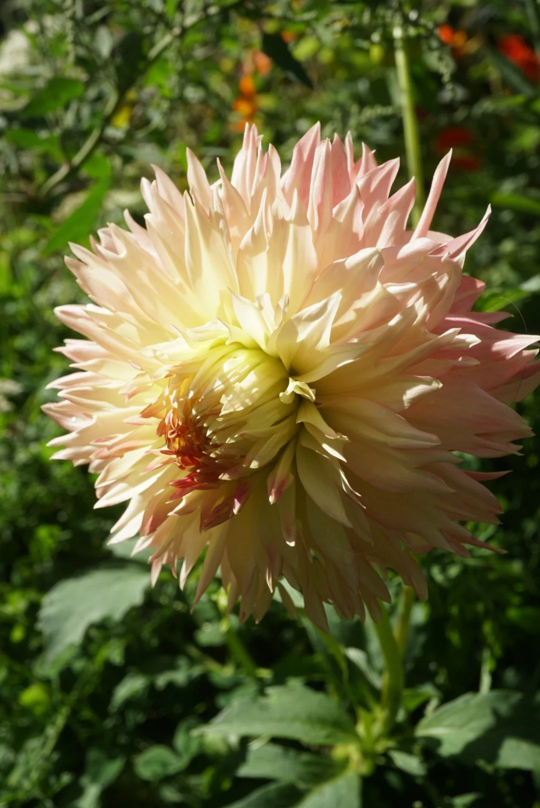 DSC05595_1.JPG (Copy)