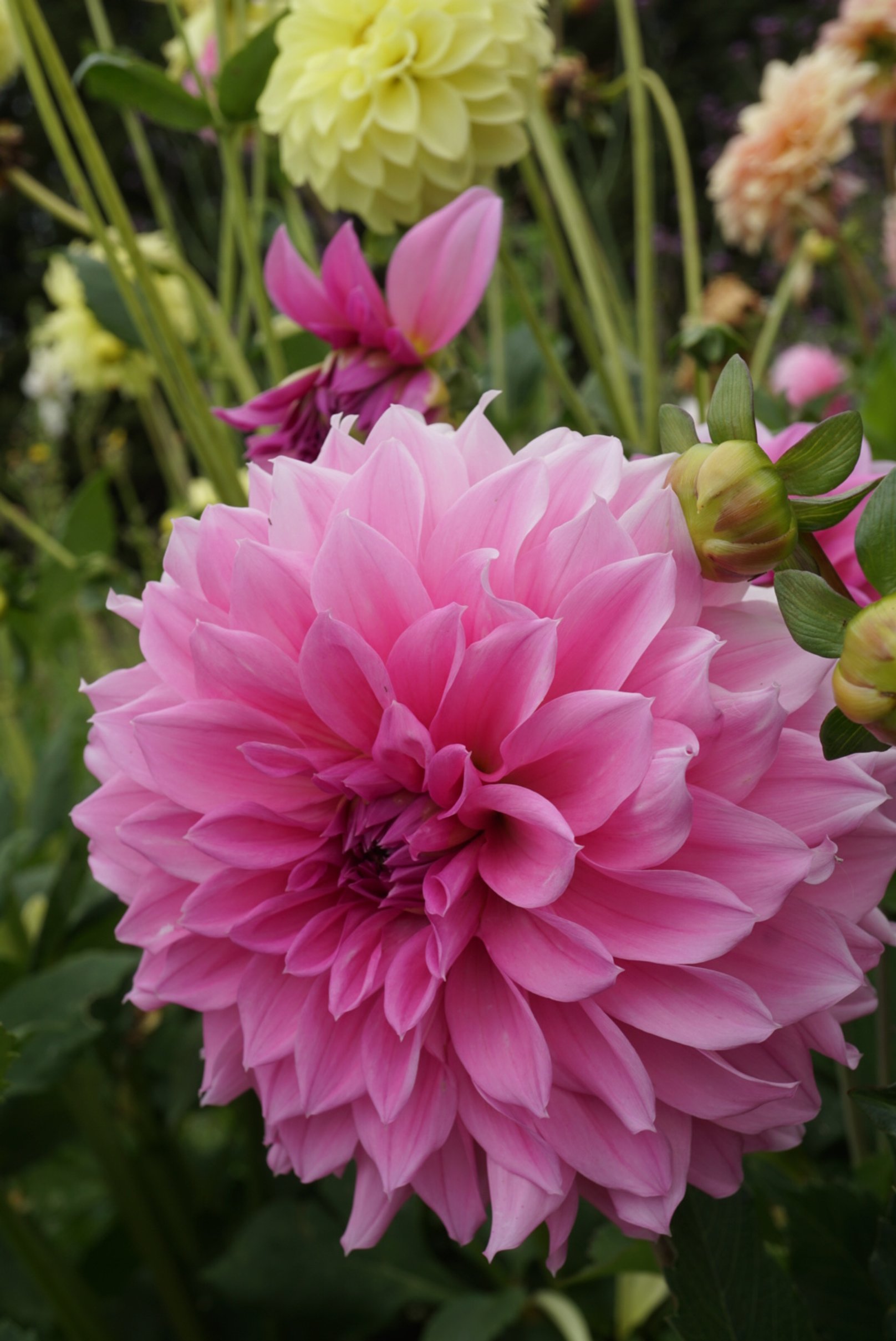 DSC04261_1.JPG (Copy)