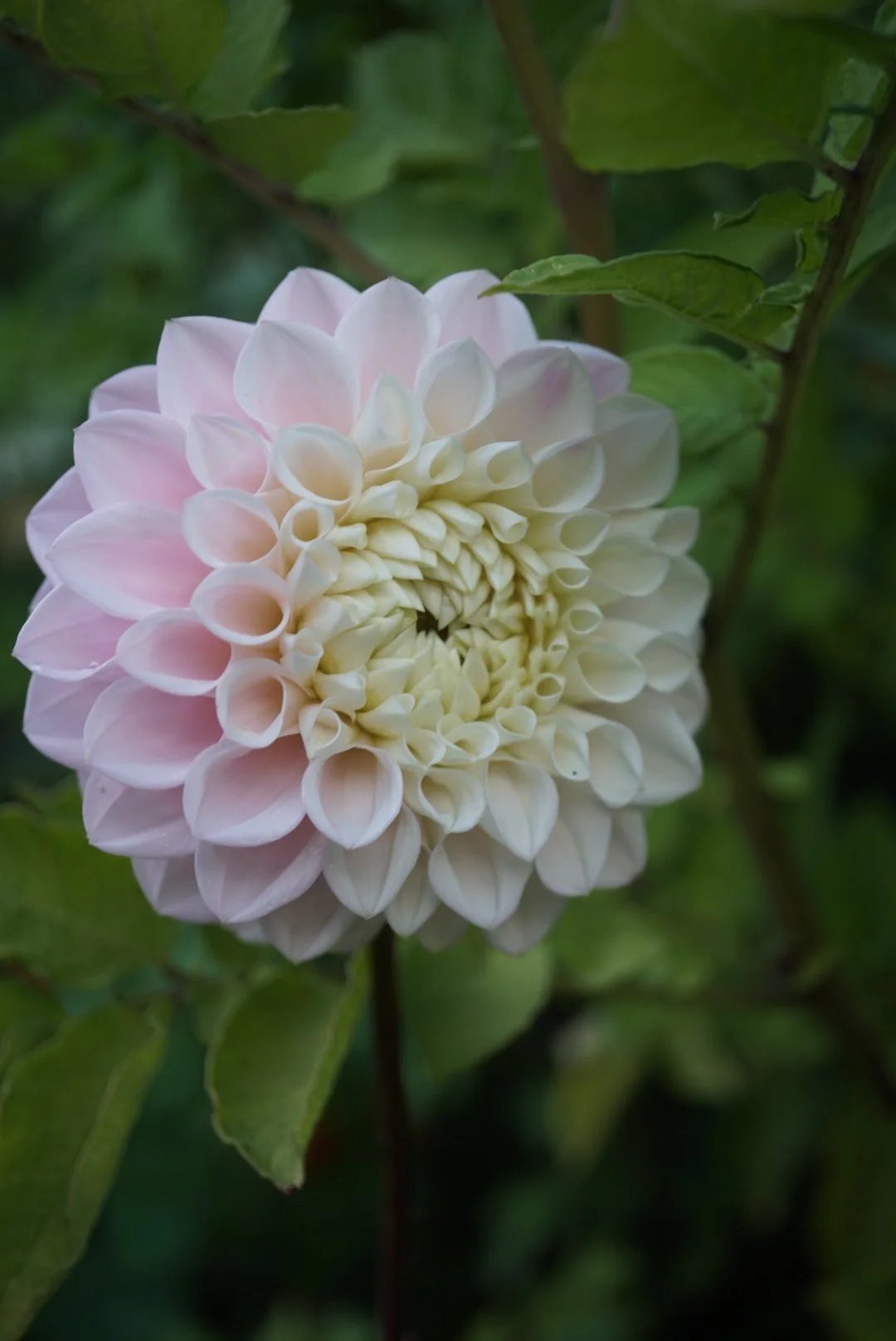 DSC05048_1.JPG (Copy)