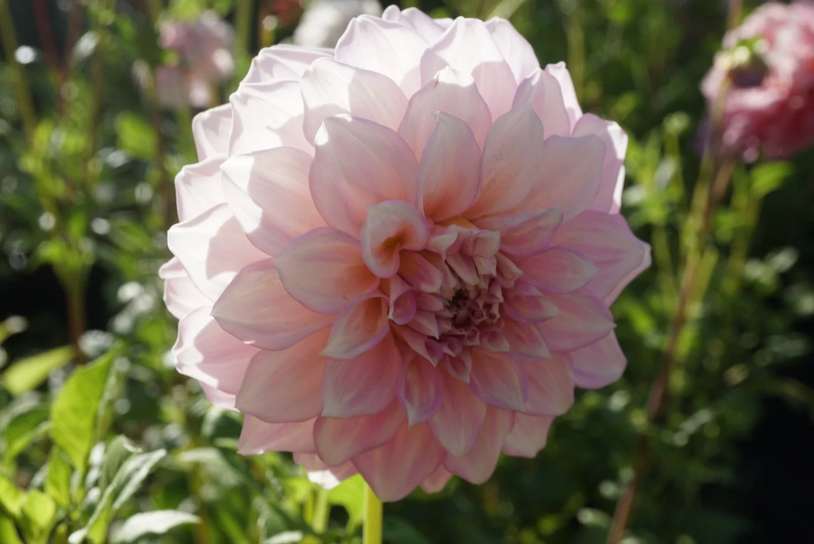 DSC04889_2.JPG (Copy)