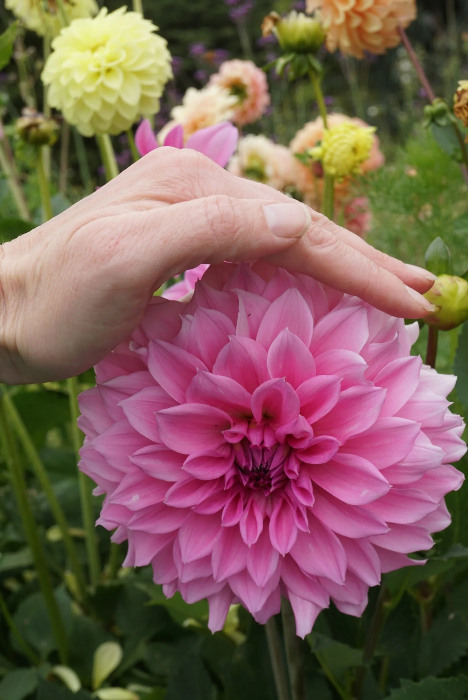 DSC04260_1.JPG (Copy)