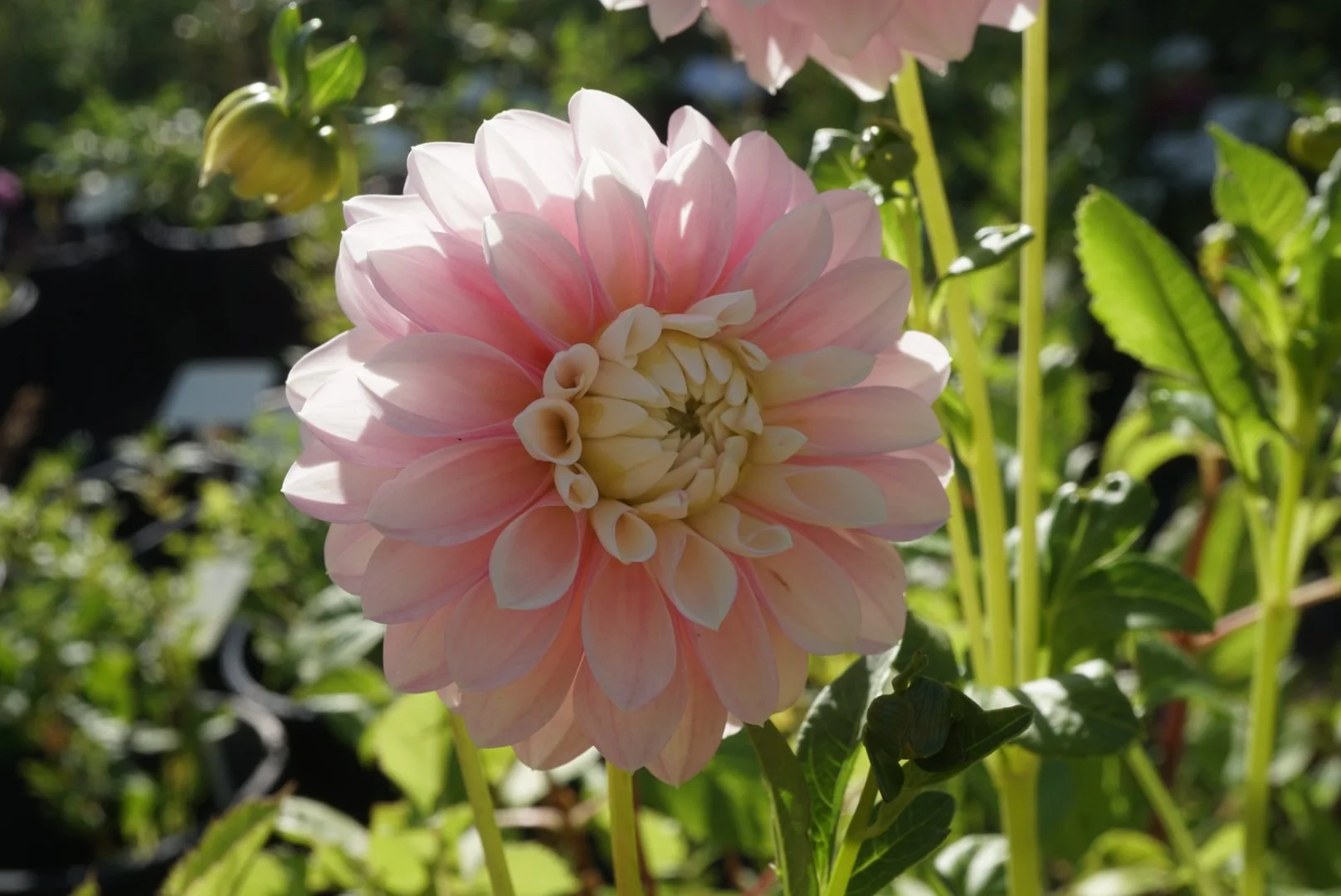 DSC04893_2.JPG (Copy)