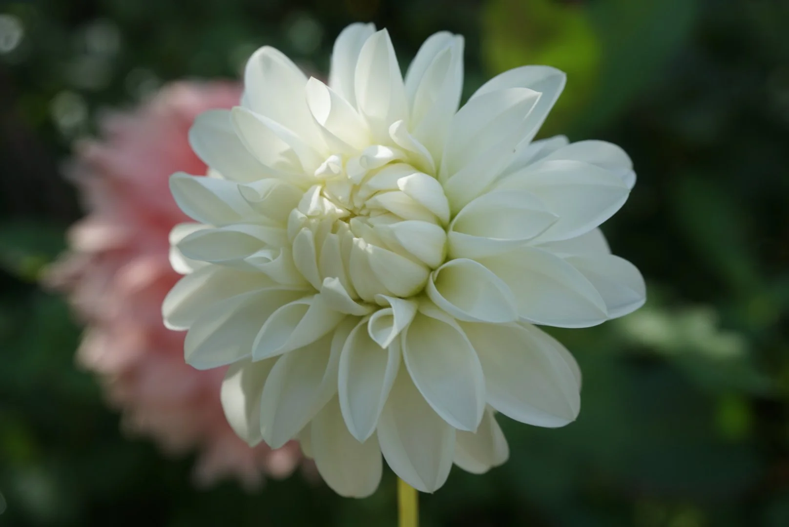 DSC05465_2.JPG (Copy)