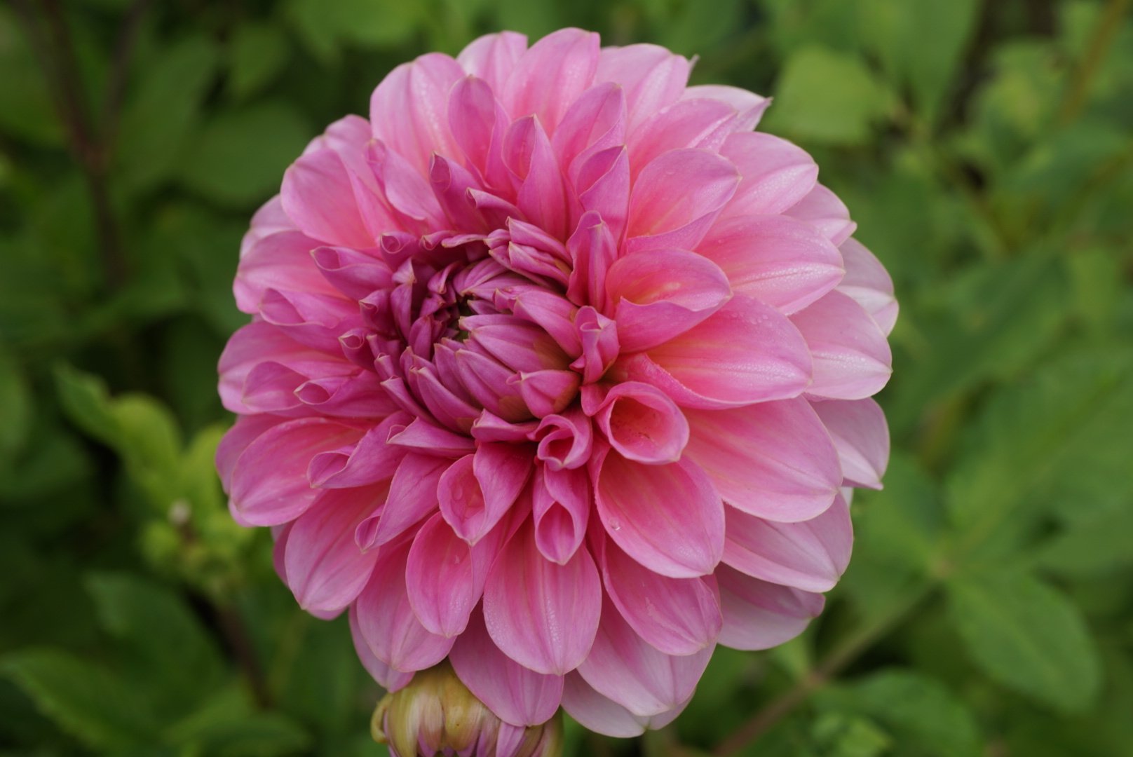 DSC04867_1.JPG (Copy)